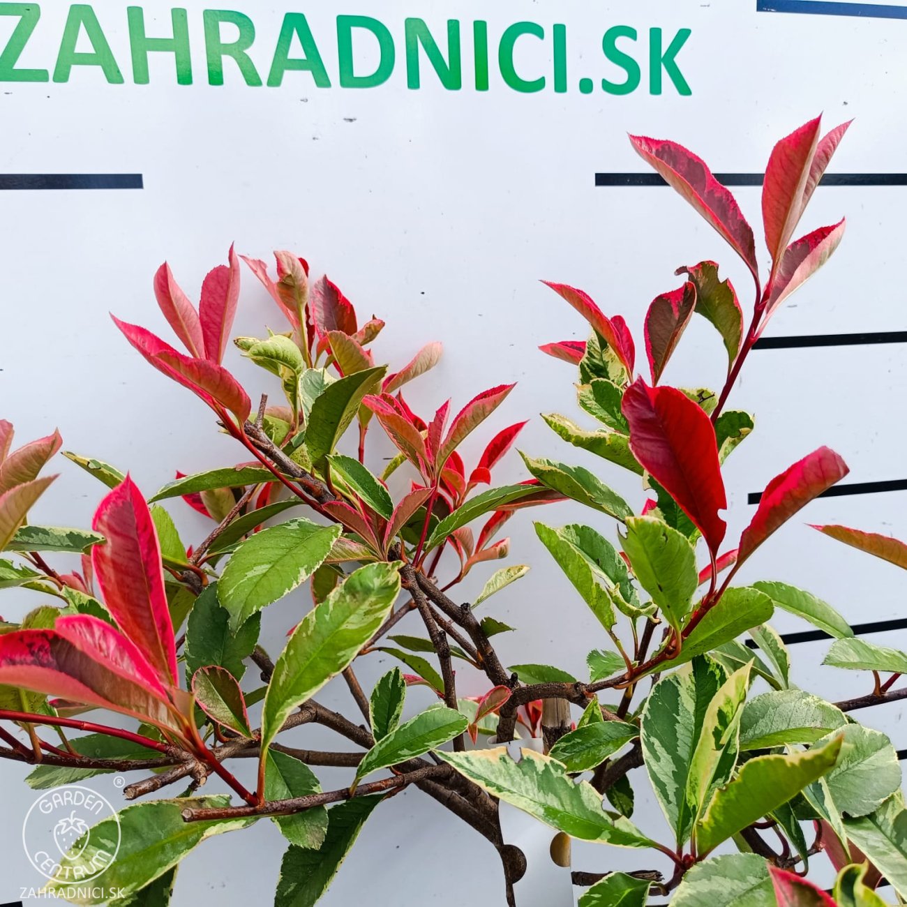 Obrázok Červienka fraserova (Photinia fraseri) ´PINK MARBLE´ - výška 90-100 cm, kont. C7L - NA KMIENKU